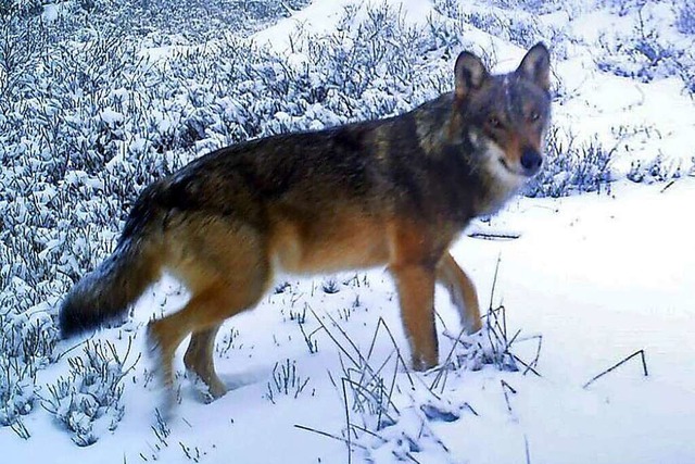 Dieser Wolf wurde im April 2022 am Roh...den handelt, der  am Feldberg lebte.   | Foto: FVA