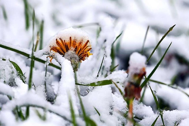 Nach dem Eisregen am Mittwoch erwartet...che Wetterdienst am Donnerstag Schnee.  | Foto: Karl-Josef Hildenbrand (dpa)
