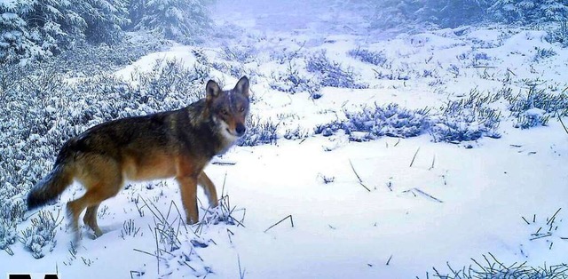 Dieser Wolf wurde im April 2022 am Roh...von einer Wildtierkamera fotografiert.  | Foto: FVA