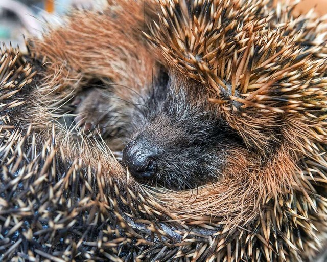 Ein Igel wurde bei den Vorbereitungsar... der B34 neu entdeckt und umgesiedelt.  | Foto: Patrick Pleul