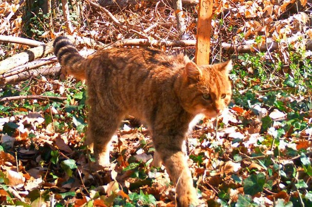 Diese Wildkatze filmte eine Wildtierkamera in der Teninger Allmend.  | Foto: Forstlichen Versuchs- und Forschungsanstalt Baden-Wrttemberg