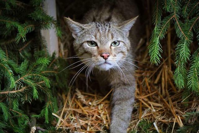 Eine berfahrene Wildkatze zeugt von mglichem Vorkommen im Gundelfinger Wald
