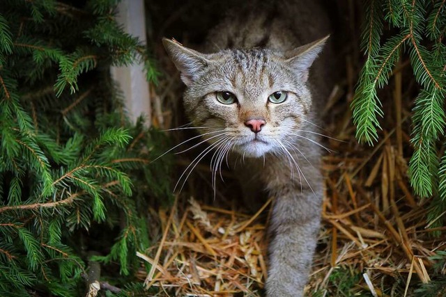 Wildkatzen (wie auf diesem Symbolbild)...-Wrttemberg wieder heimisch geworden.  | Foto: Fredrik von Erichsen (dpa)