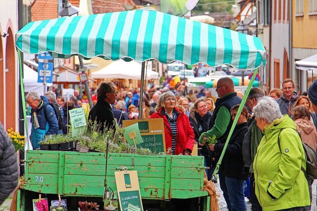 Blhendes Endingen ist eine der Grove... viele Besucher nach Endingen locken.   | Foto: Ruth Seitz