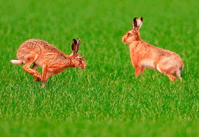 Tularmie, auch Nager- oder Hasenpest,...n auf Hunde und Menschen sind mglich.  | Foto: A3471 Boris Roessler