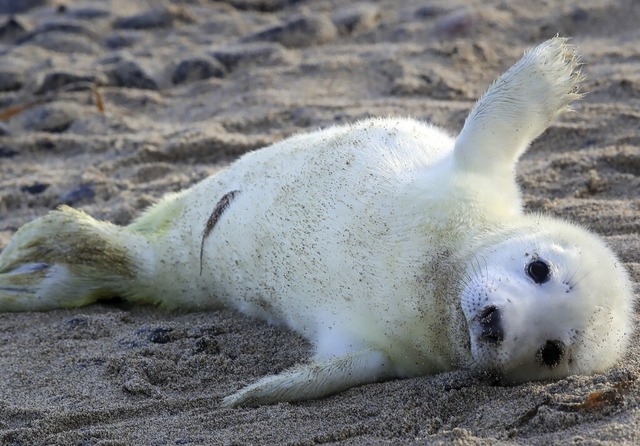 &#8222;Huhu, ich bin da!&#8220;, schei... trgt noch sein weies Embryonalfell.  | Foto: Owen Humphreys