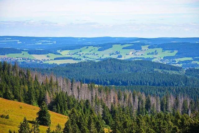 Wie soll der Schwarzwald der Zukunft aussehen?