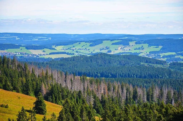 Dem Hochschwarzwald geht es nicht gut,...in Nhe des Feldsees sind abgestorben.  | Foto: Gabriele Hennicke