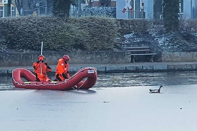 Wie die Staufener Feuerwehr einer im Stadtsee festgefrorenen Gans das Leben rettete
