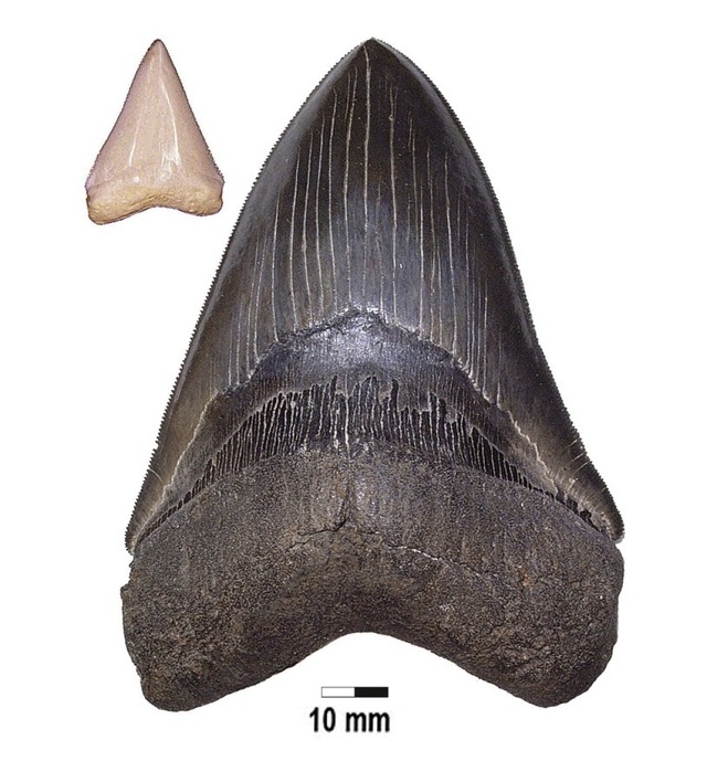 Grenvergleich: Links ein Zahn eines ...en Hais und rechts der des Megalodons.  | Foto: J. Kriwet (dpa)