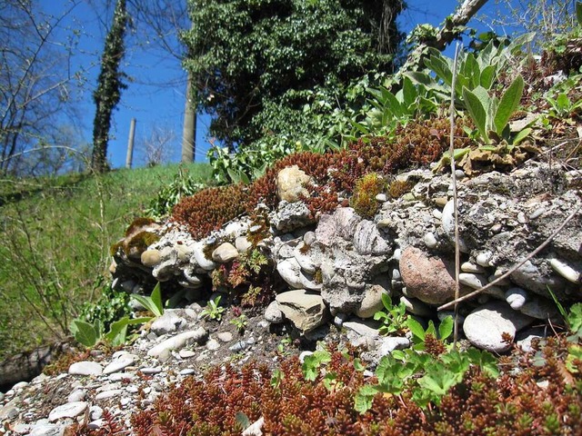 Die Rheinbschung auf der Kleinbasler ...s artenreicher Lebensraum aufgewertet.  | Foto: Stadtgrtnerei