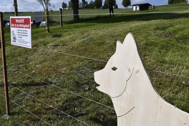 Bei einer Diskussion im Bernauer Gemeinderat gab es flammende Bekenntnisse gegen den Wolf