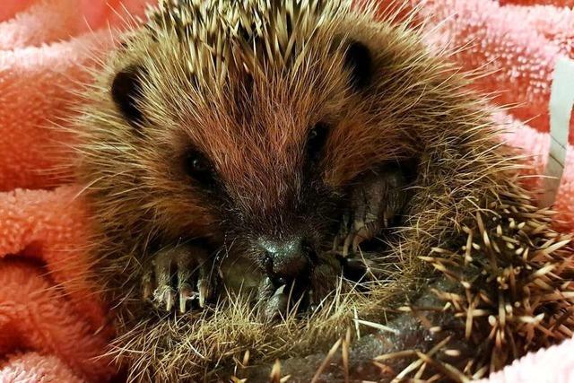 Igel leben gefhrlich, aber im Hochschwarzwald geht es ihnen offenbar ganz gut