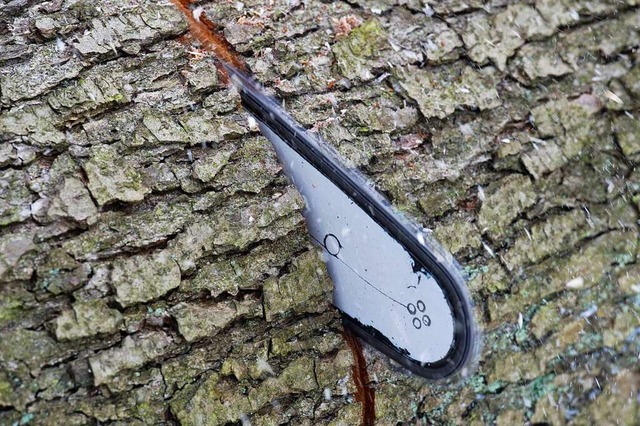 Jhrlich werden rund 4000 Festmeter Holz im Kippenheimer Wald geschlagen.  | Foto: Patrick Pleul