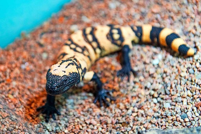 Das Gila-Monster wchst hinter den Kulissen des Basler Zoos  alleine auf.  | Foto: Zoo Basel