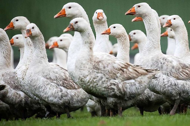 Gnse in einem Gehege: In Riegel stahl...n Tag neun lebende Tiere (Symbolbild).  | Foto: Christian Charisius (dpa)