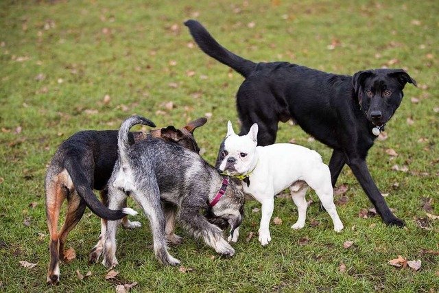 Hundespielwiesen sollen es ermglichen...ngen und ohne Leine in Kontakt kommen.  | Foto: Christian Charisius (dpa)