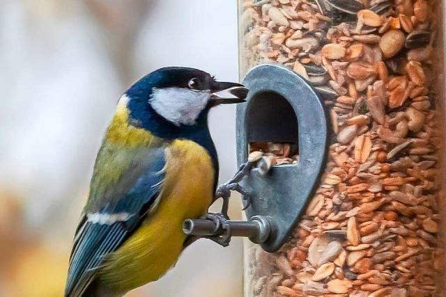 Hilft es Wildvögeln wirklich, wenn sie im Winter gefüttert werden?