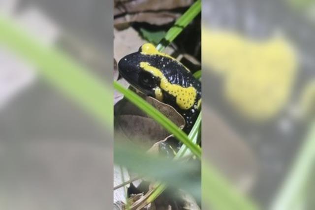 Amphibien in Lahr brauchen wieder Hilfe