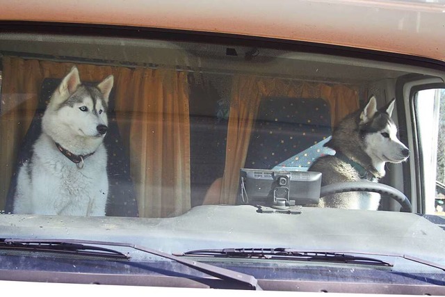Impressionen vom Husky-Wochenende in Todtmoos  | Foto: Andreas Bhm
