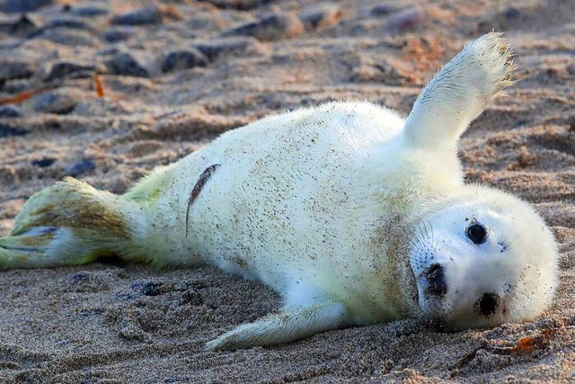 Das Fell von Kegelrobbenbabys ist kuschelig wei.  | Foto: Owen Humphreys