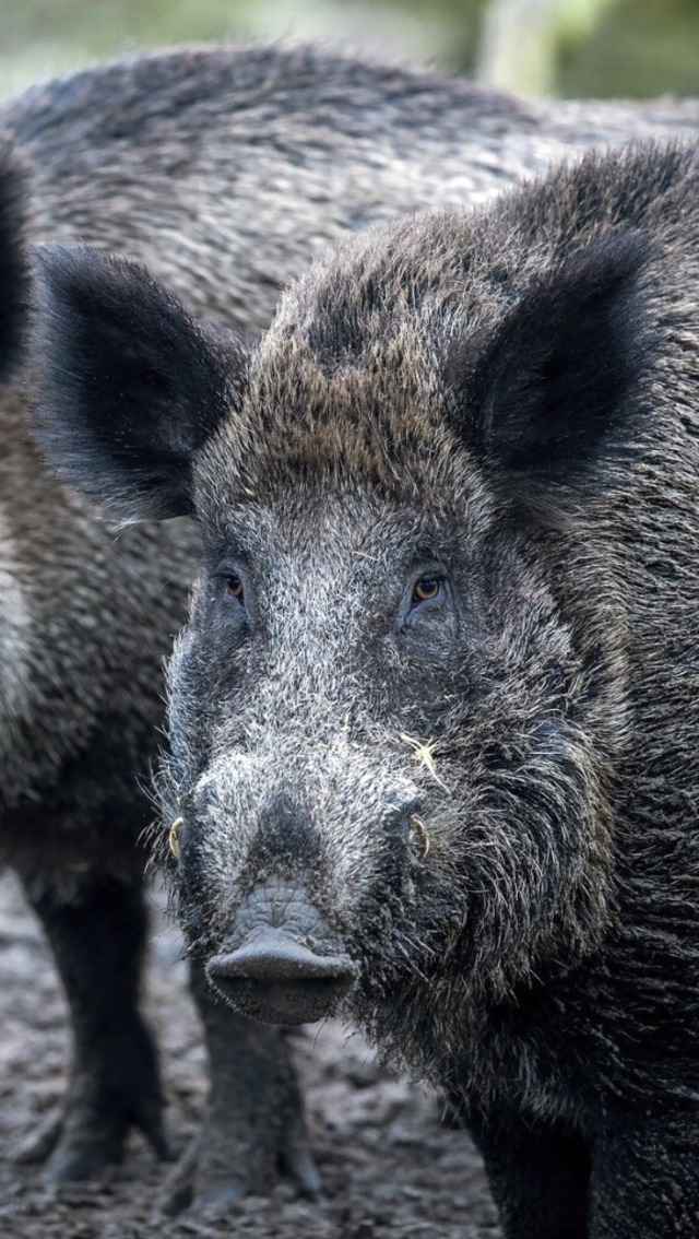 berwiegend Wildschweine werden in Wallbach gejagt.  | Foto: Jens Bttner