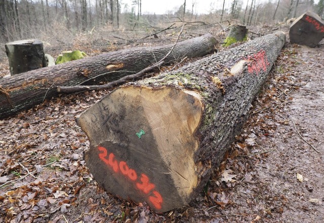 Forstbetrieb im Kenzinger Wald: Alte Eichen sind derzeit sehr begehrt.  | Foto: Michael Haberer