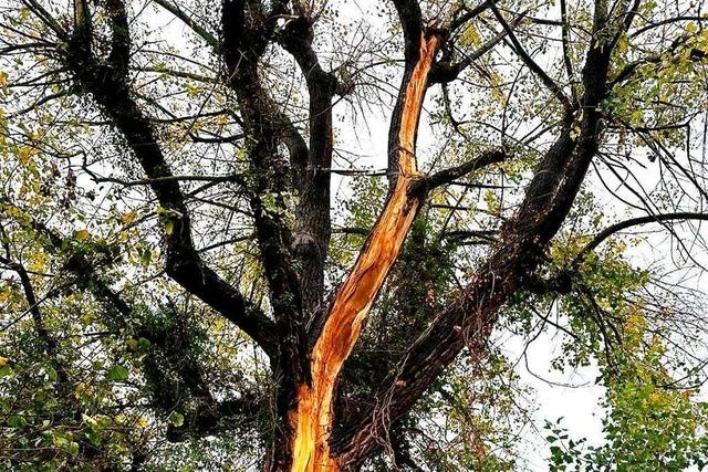 Vom Blitz getroffene Pappel in Rheinfelden soll zum Habitat-Baum werden