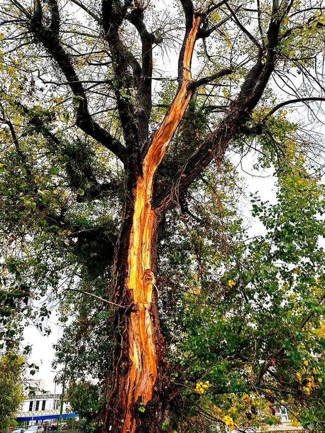 Die vom Blitz getroffene Pappel wird zum Habitatbaum.  | Foto: Leon Ltzelschwab