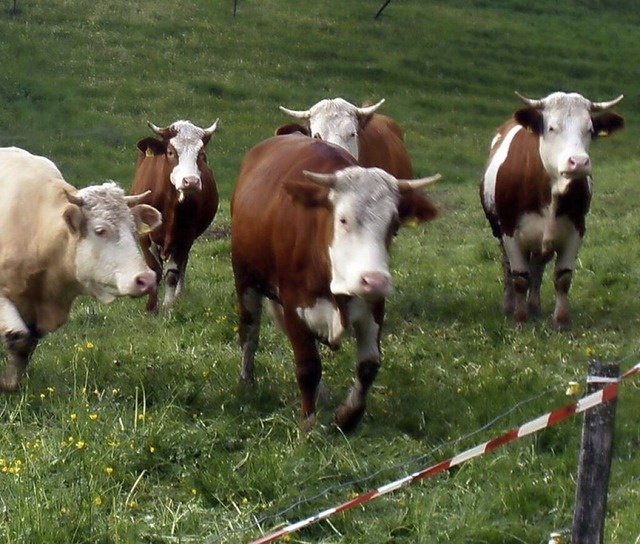 Vieh auf der Weide  | Foto: Rolf-Dieter Kanmacher