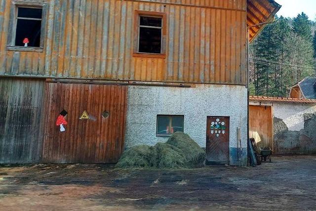 Katastrophale Zustnde in einem Stall in St. Blasien: Tote und verwahrloste Khe entdeckt
