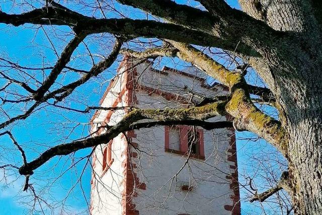 Die Bume am Hohe-Flum-Turm in Schopfheim drfen nicht gefllt werden