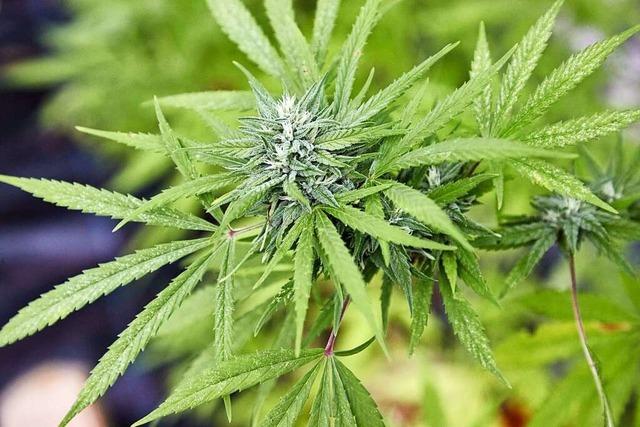 Die Baden-Wrttemberger sind sich uneins ber Cannabis-Legalisierung