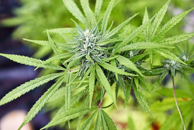 Soll Cannabis legalisiert werden? Dar...n sich im &#8222;Lndle&#8220; uneins.  | Foto: Georg Wendt (dpa)