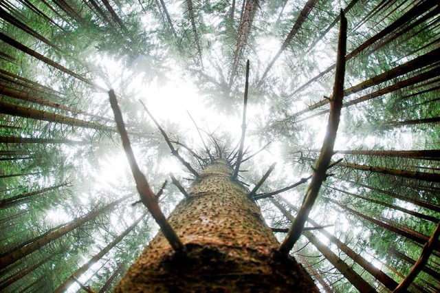 Die Fichte leidet, deshalb braucht es fr den Wald der Zukunft mehr Baumarten.  | Foto: Julian Stratenschulte
