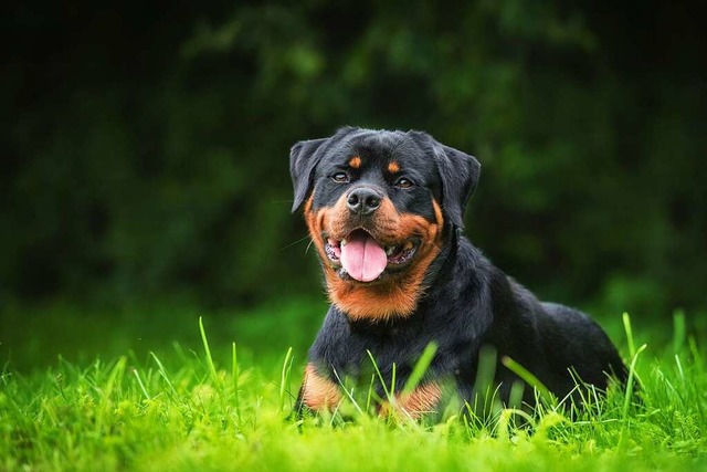 Vier Rottweiler haben eine Frau in Schallstadt angegriffen.  | Foto: Grigorita Ko  (stock.adobe.com)