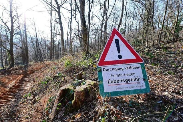 Am Freiburger Schlossberg werden Bume gefllt – dem Wald zuliebe
