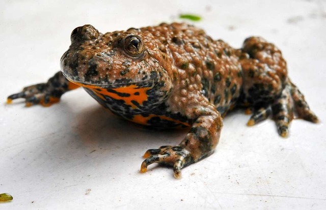 Die Gelbbauchunke fhlt sich in den Ge... Kiesgruben entlang des Rheins bilden.  | Foto: Jochen Lbke