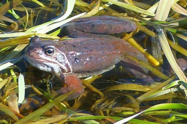 Ein Frhlingsbote am Langenordnacher Lschweiher