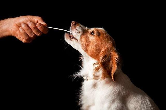Gentests für Hunde sind einfach wie nie – doch was bringen sie?