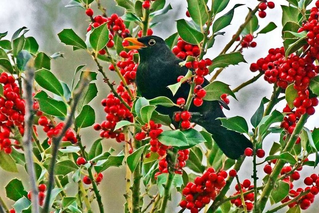 Die Stechpalme (Ilex) ist eine begehrte Nahrungsquelle der Amseln.  | Foto: Helge Krner