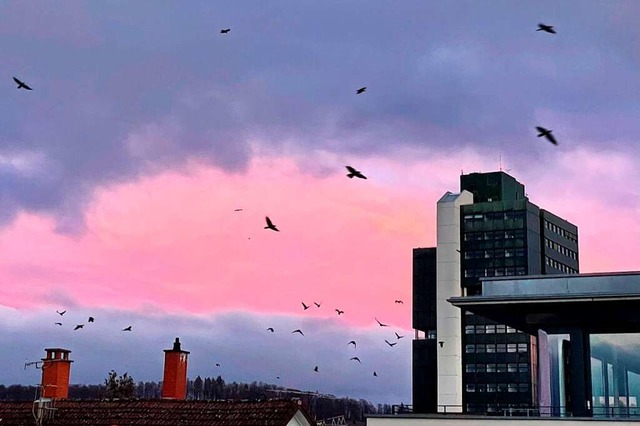 Es sind Krhen, keineswegs Pleitegeier... teure Sanierung an die Substanz geht.  | Foto: Barbara Ruda