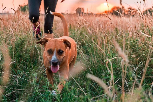 Ein Hund ohne Leine ist erst mal keine...egnungen trotzdem ein mulmiges Gefhl.  | Foto: Robert Gnther (dpa)
