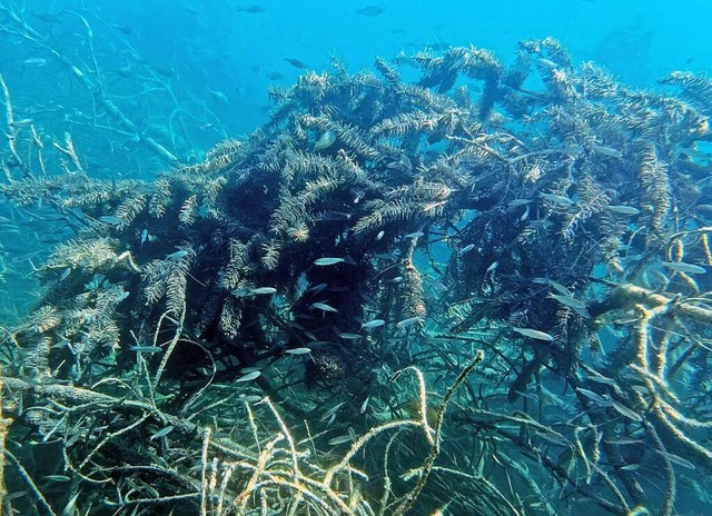 Den alten stdtischen Christbumen kom...#8211; als Laichhilfen fr die Fische.  | Foto: Paul Munzinger