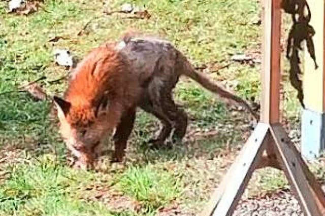 Einem Leser gelang dieser Schnappschuss des Fuchses in Hausen.  | Foto: Privat