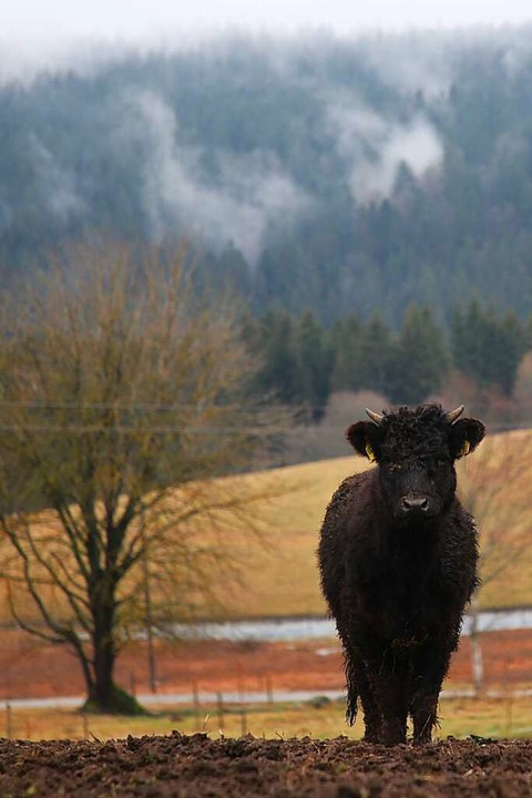Ein Rind in Schluchsee-Faulenfürst  | Foto: David Pister