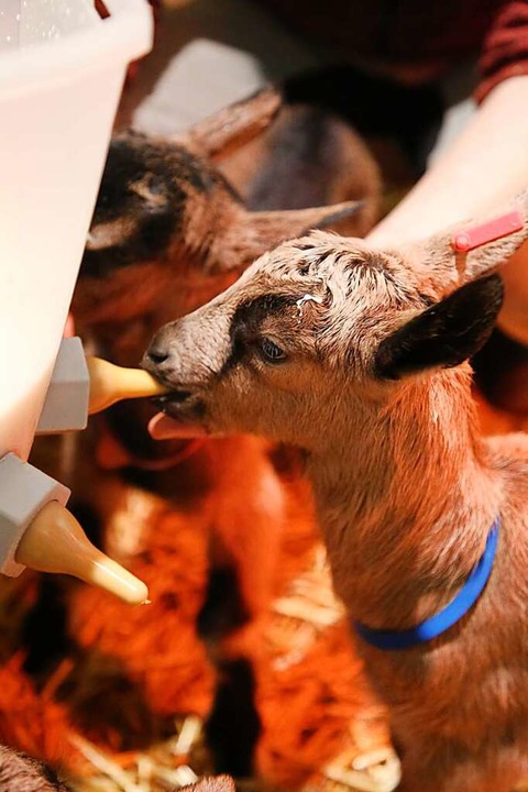 330 Liter Milch von 180 Ziegen werden pro Tag zu Käse verarbeitet.  | Foto: David Pister