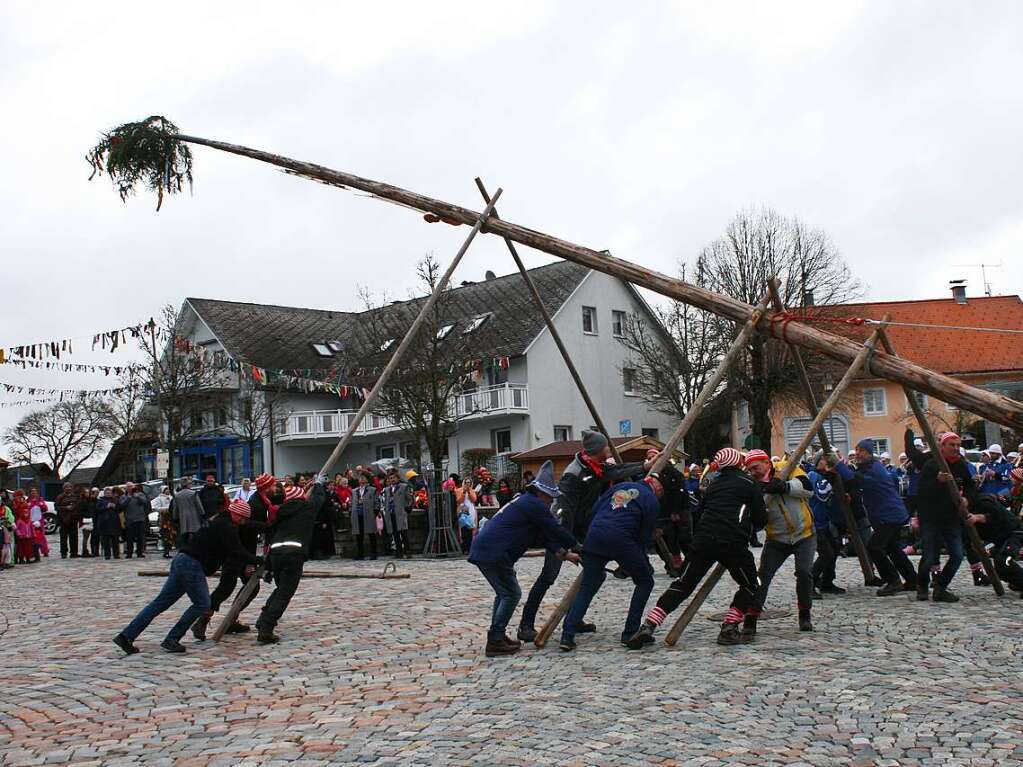 Mit viel Krpereinsatz wird der Grafenhausener Narrenbaum Stck fr Stck in die Senkrechte gebracht.