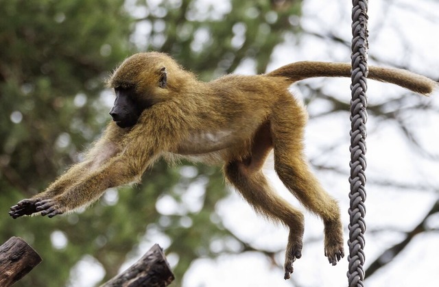 Ein Pavian springt in seinem Gehege im Tiergarten  auf einen Baumstamm.  | Foto: Daniel Karmann (dpa)