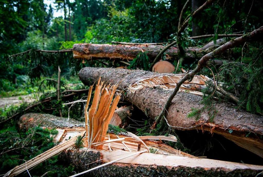 Umgestürzte oder abgebrochene Bäume &#...aben Waldbesucher nach Stürmen häufig.  | Foto: Matthias Balk (dpa)